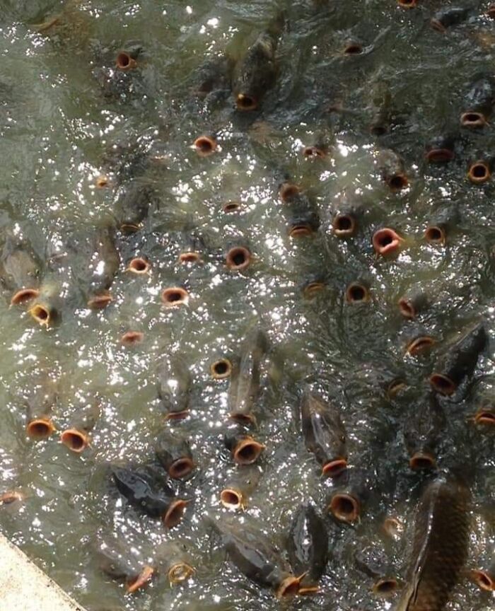 Fish Swarming Like An Ugly Alien Mass