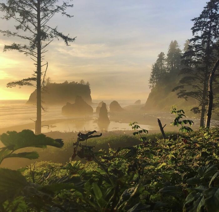 Jurassic Park Vibes In Washington State