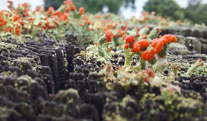 Alien World or Just Lichen?