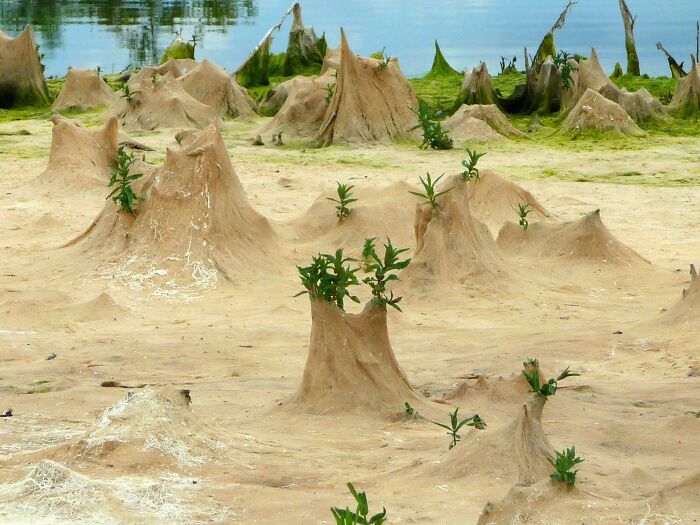 Dried-Up Pond Edge That’s Secretly An Alien Landscape
