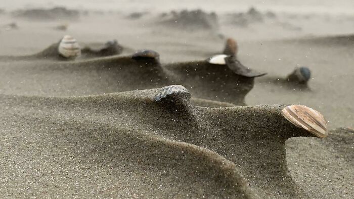 Miniature Wind-Shaped Landscape In The Netherlands