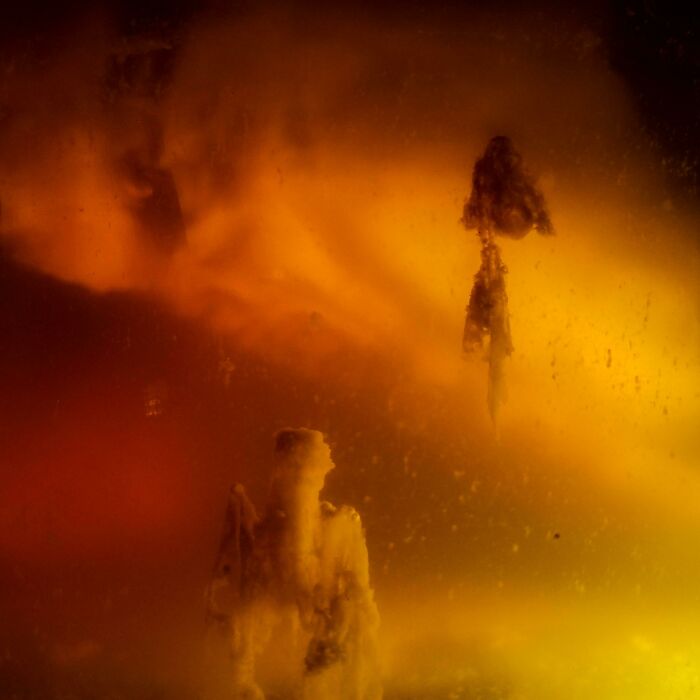 My Kombucha Culture Is Basically An Alien Planet