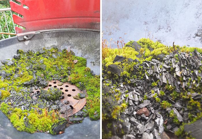 Moss Growing Over Coal Looks Like An Alien World