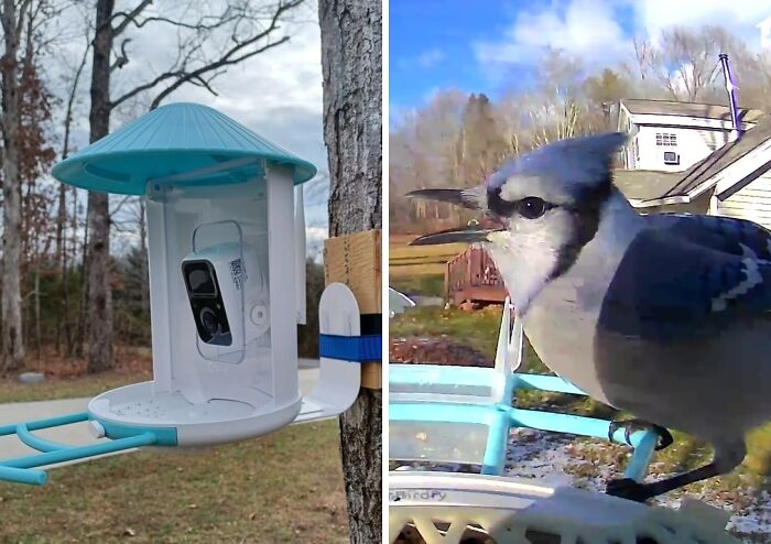 Smart Bird Feeder So Mom Can Name All The Backyard Birds And Tell You About Them, Like, All The Time
