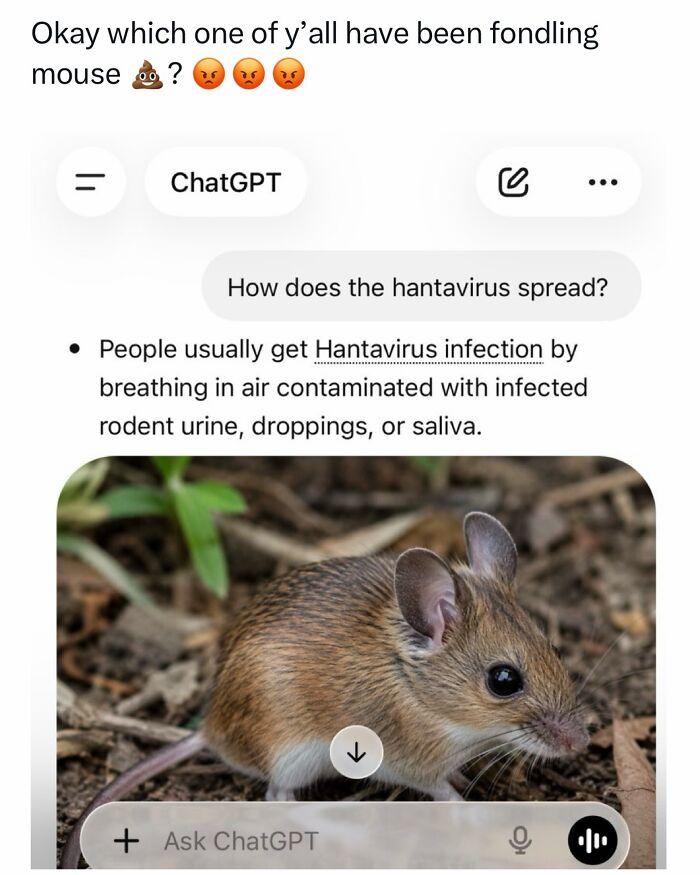 The Internet's Meme Magic on the MV Hondius Virus Drama