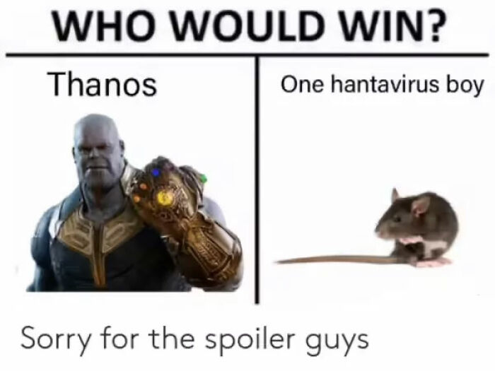 The Internet's Meme Magic on the MV Hondius Virus Drama