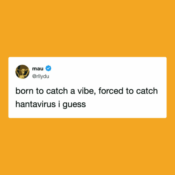 The Internet's Meme Magic on the MV Hondius Virus Drama
