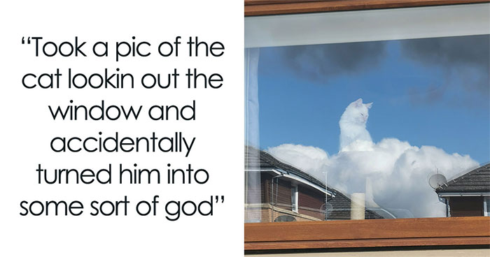 50 Cat Memes That Totally Look Like They Were Made By Sleep-Deprived Internet Wizards