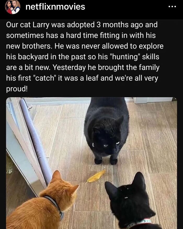 50 Cat Memes That Totally Look Like They Were Made By Sleep-Deprived Internet Wizards