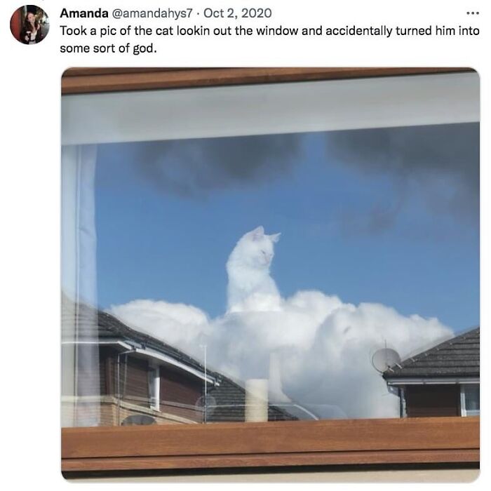 50 Cat Memes That Totally Look Like They Were Made By Sleep-Deprived Internet Wizards