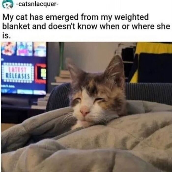 50 Cat Memes That Totally Look Like They Were Made By Sleep-Deprived Internet Wizards