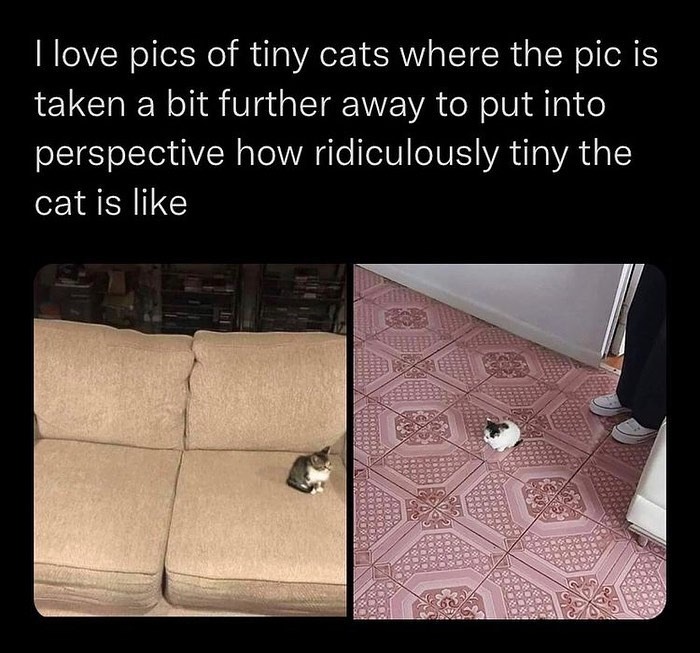 50 Cat Memes That Totally Look Like They Were Made By Sleep-Deprived Internet Wizards