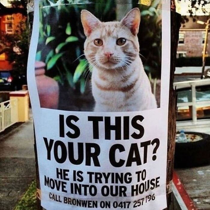 50 Cat Memes That Totally Look Like They Were Made By Sleep-Deprived Internet Wizards