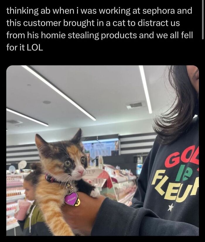 50 Cat Memes That Totally Look Like They Were Made By Sleep-Deprived Internet Wizards
