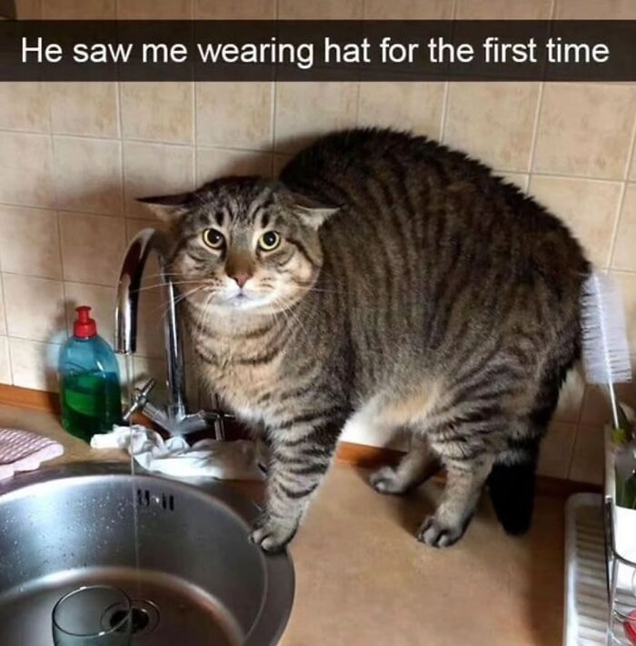 50 Cat Memes That Totally Look Like They Were Made By Sleep-Deprived Internet Wizards