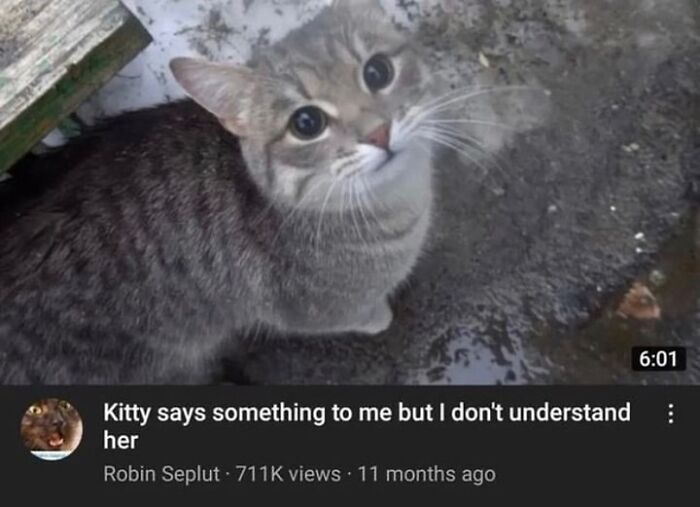 50 Cat Memes That Totally Look Like They Were Made By Sleep-Deprived Internet Wizards