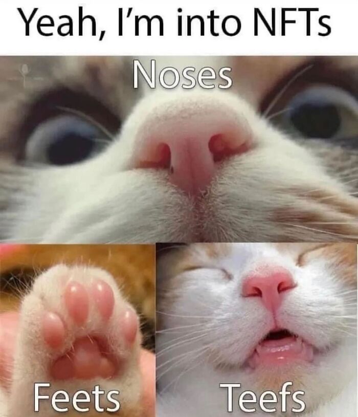 50 Cat Memes That Totally Look Like They Were Made By Sleep-Deprived Internet Wizards