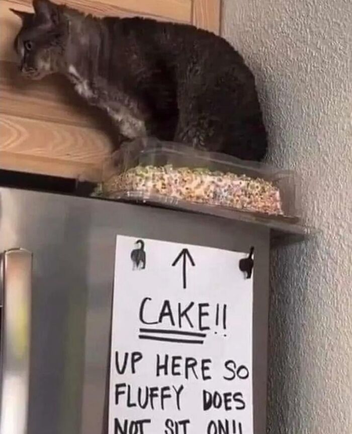 50 Cat Memes That Totally Look Like They Were Made By Sleep-Deprived Internet Wizards