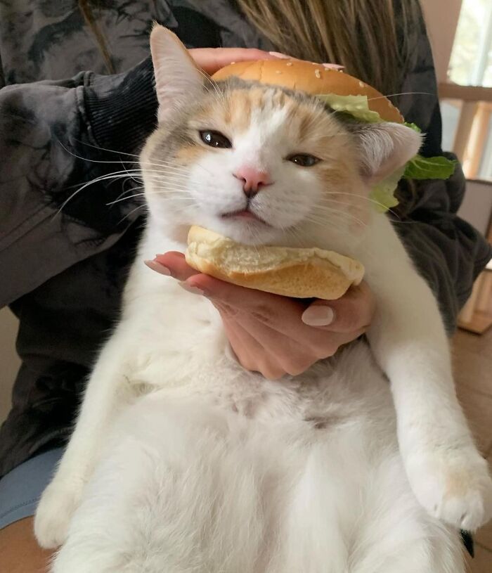 50 Cat Memes That Totally Look Like They Were Made By Sleep-Deprived Internet Wizards