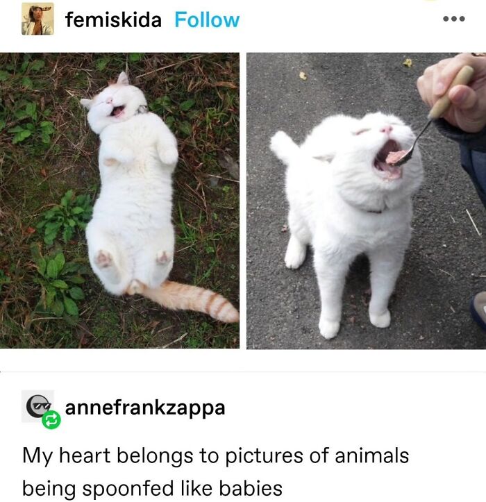 50 Cat Memes That Totally Look Like They Were Made By Sleep-Deprived Internet Wizards