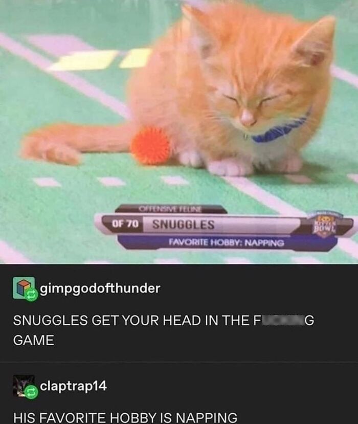 50 Cat Memes That Totally Look Like They Were Made By Sleep-Deprived Internet Wizards