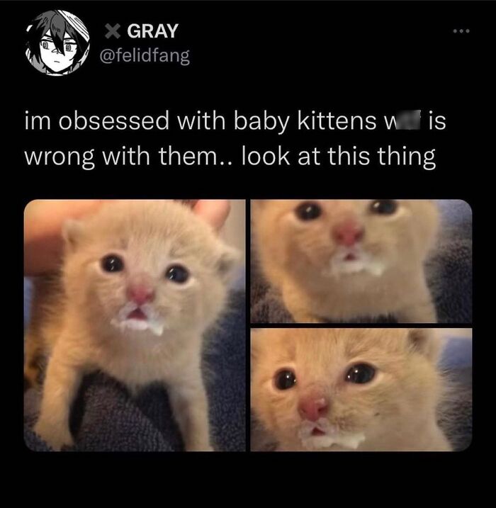 50 Cat Memes That Totally Look Like They Were Made By Sleep-Deprived Internet Wizards