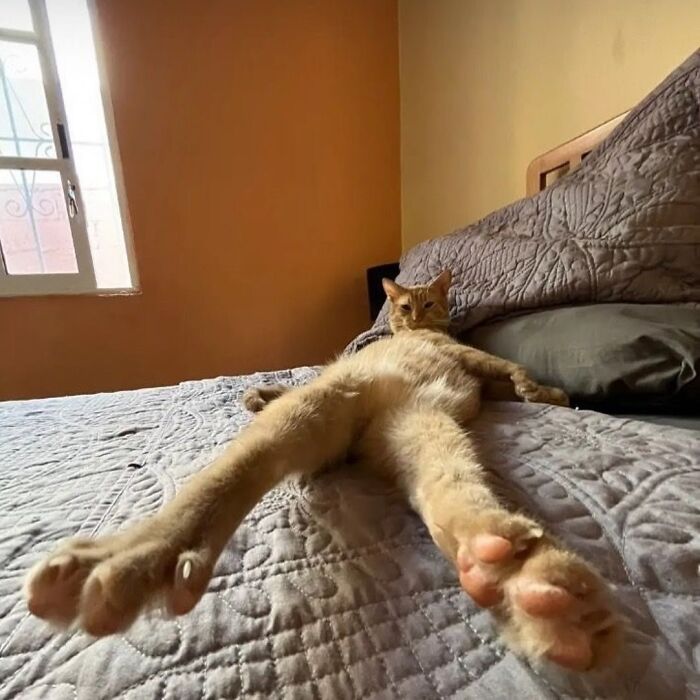 50 Cat Memes That Totally Look Like They Were Made By Sleep-Deprived Internet Wizards