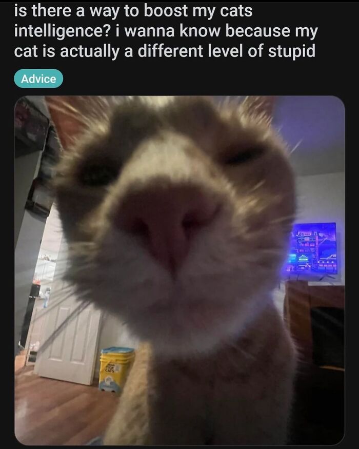 50 Cat Memes That Totally Look Like They Were Made By Sleep-Deprived Internet Wizards