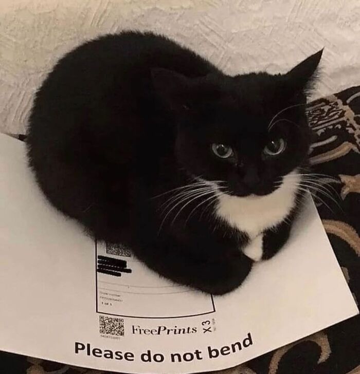50 Cat Memes That Totally Look Like They Were Made By Sleep-Deprived Internet Wizards
