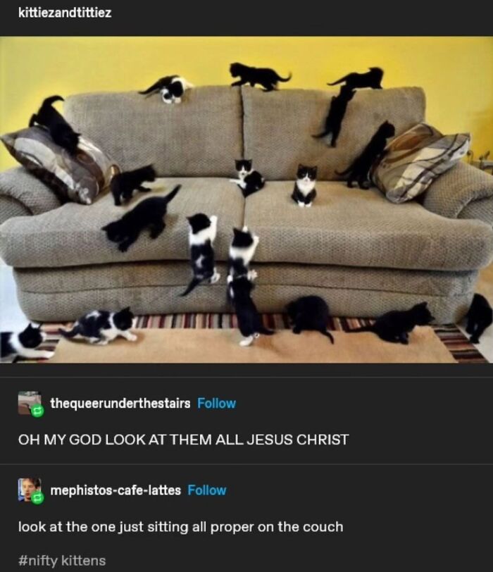 50 Cat Memes That Totally Look Like They Were Made By Sleep-Deprived Internet Wizards