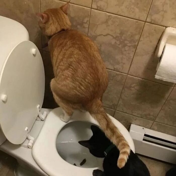 50 Cat Memes That Totally Look Like They Were Made By Sleep-Deprived Internet Wizards