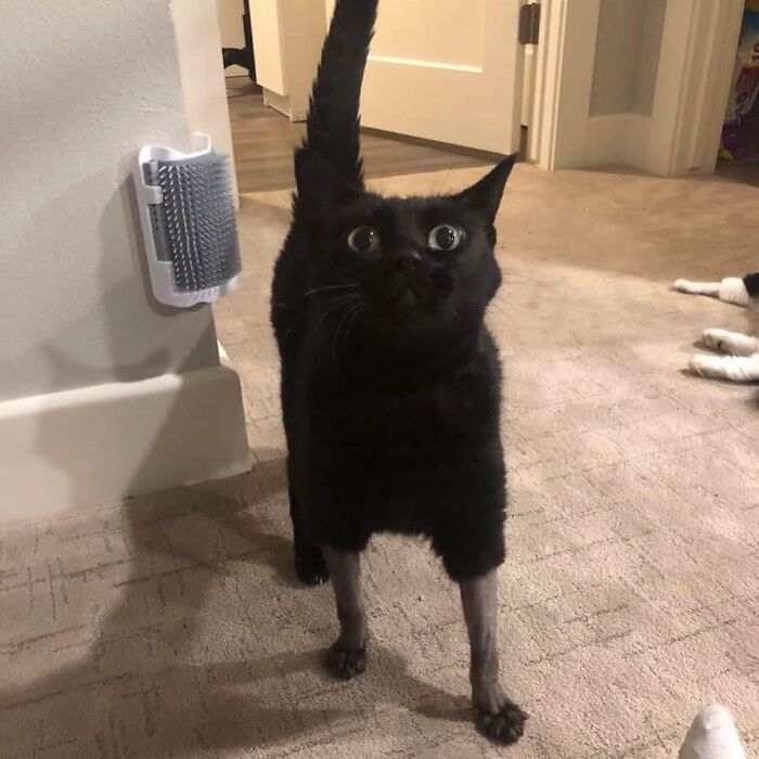 50 Cat Memes That Totally Look Like They Were Made By Sleep-Deprived Internet Wizards