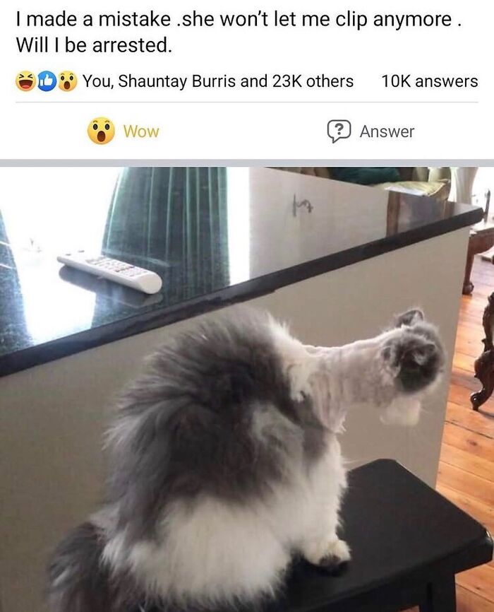 50 Cat Memes That Totally Look Like They Were Made By Sleep-Deprived Internet Wizards