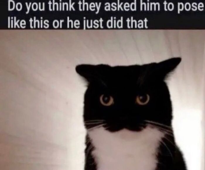 50 Cat Memes That Totally Look Like They Were Made By Sleep-Deprived Internet Wizards