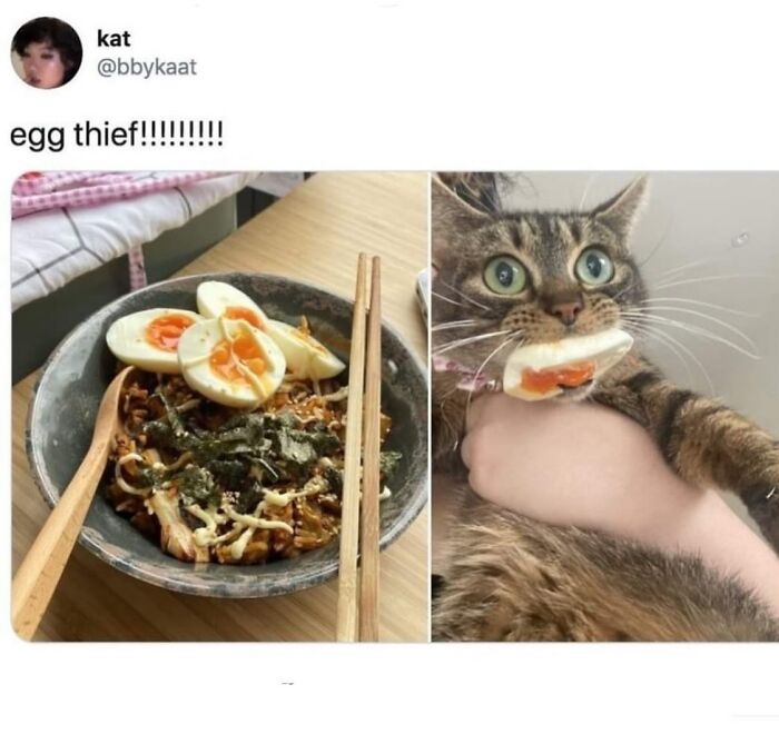 50 Cat Memes That Totally Look Like They Were Made By Sleep-Deprived Internet Wizards