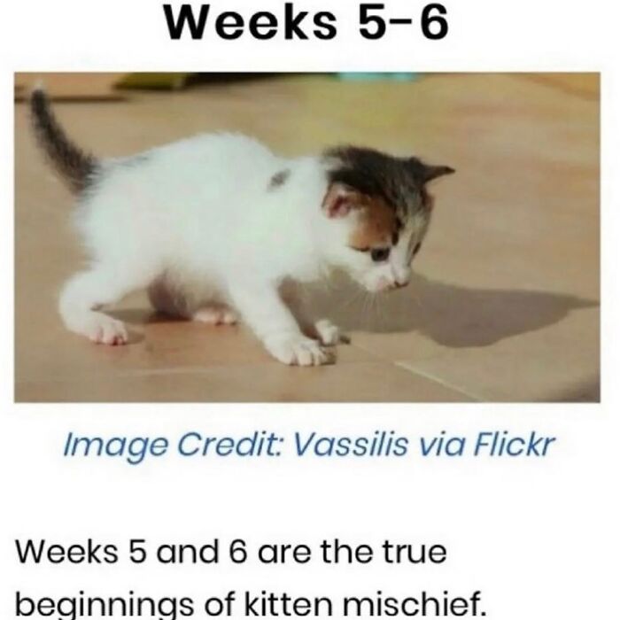 50 Cat Memes That Totally Look Like They Were Made By Sleep-Deprived Internet Wizards