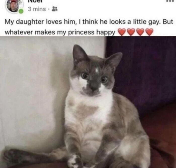 50 Cat Memes That Totally Look Like They Were Made By Sleep-Deprived Internet Wizards