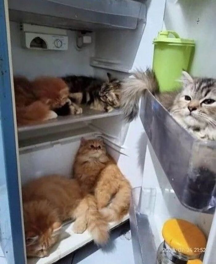 50 Cat Memes That Totally Look Like They Were Made By Sleep-Deprived Internet Wizards