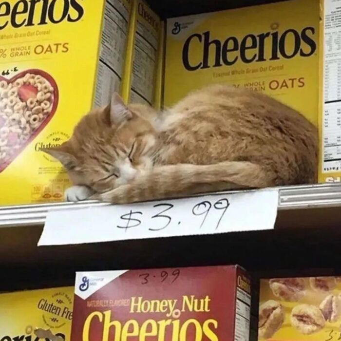 50 Cat Memes That Totally Look Like They Were Made By Sleep-Deprived Internet Wizards
