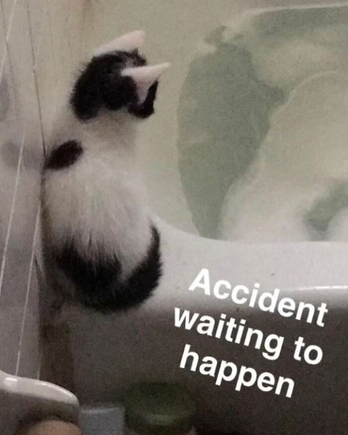 50 Cat Memes That Totally Look Like They Were Made By Sleep-Deprived Internet Wizards