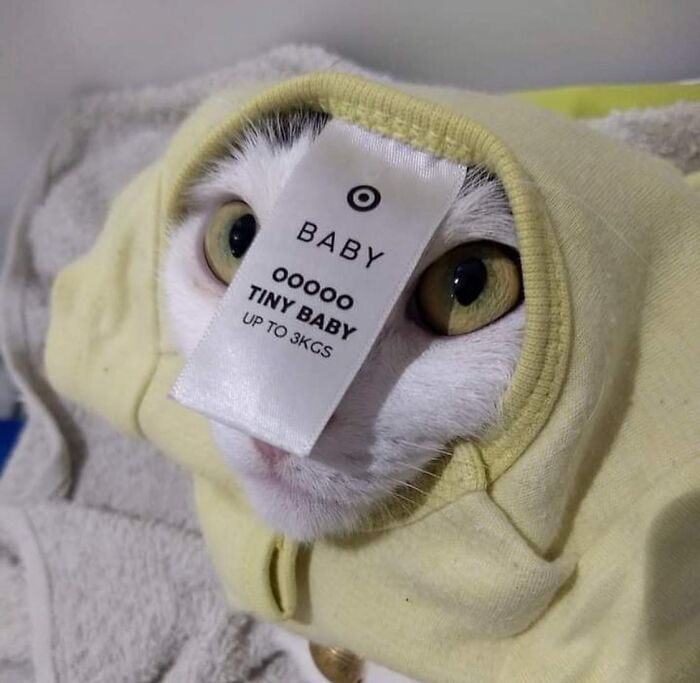 50 Cat Memes That Totally Look Like They Were Made By Sleep-Deprived Internet Wizards