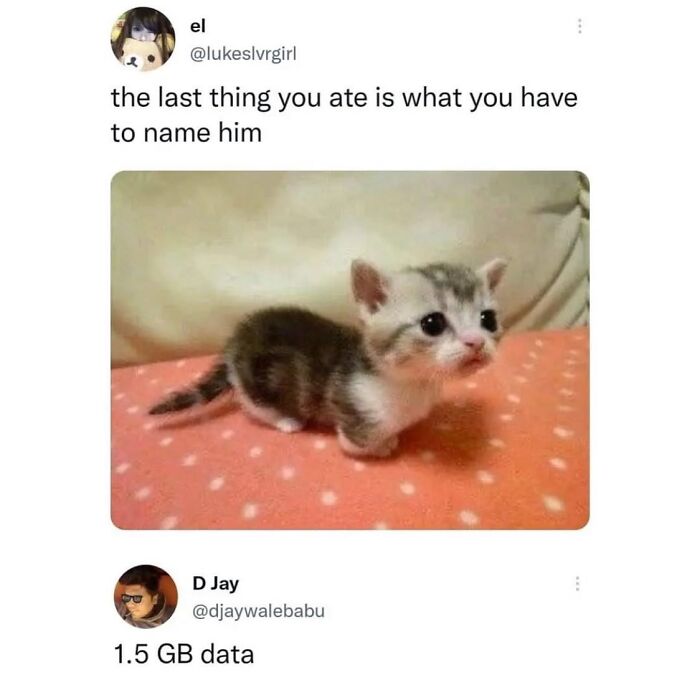 50 Cat Memes That Totally Look Like They Were Made By Sleep-Deprived Internet Wizards