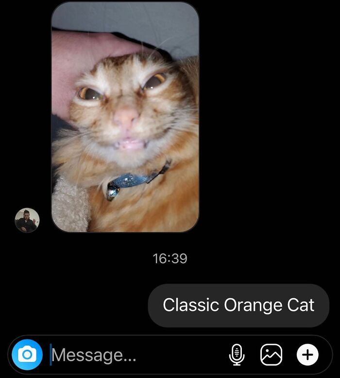50 Cat Memes That Totally Look Like They Were Made By Sleep-Deprived Internet Wizards