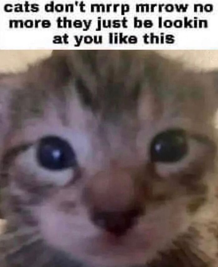 50 Cat Memes That Totally Look Like They Were Made By Sleep-Deprived Internet Wizards