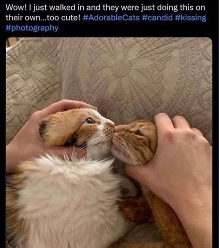 50 Cat Memes That Totally Look Like They Were Made By Sleep-Deprived Internet Wizards