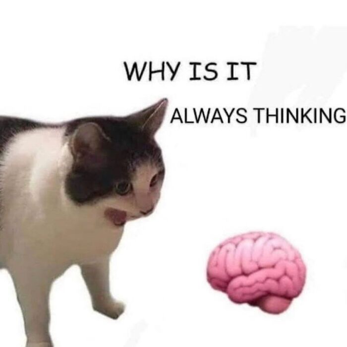 50 Cat Memes That Totally Look Like They Were Made By Sleep-Deprived Internet Wizards