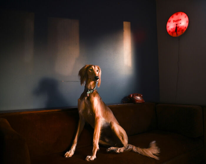 Wendy Stone’s ‘Teddy In The Kitchen’ Feels Like Home