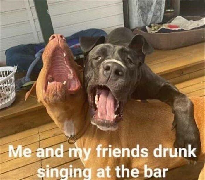 Get Ready to Laugh: 41 Memes That Are So Wild, You'll Totally Forget Everything!