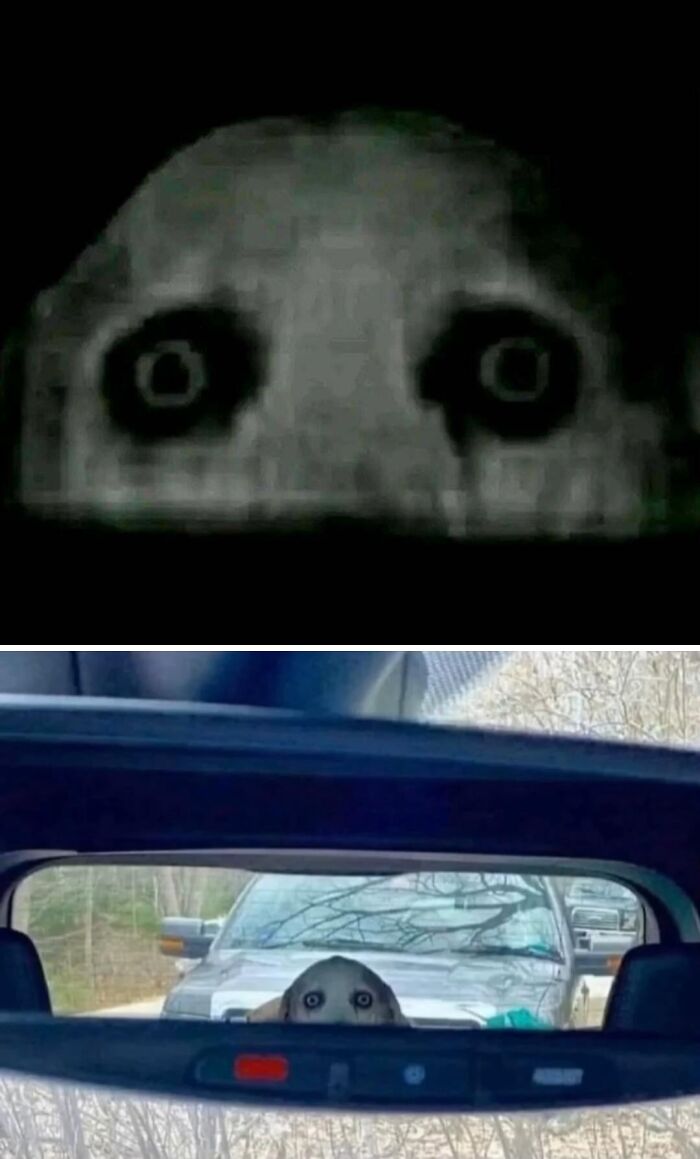 Wait, This Dog Picture’s Backstory Is… Just a Dog in a Car?!