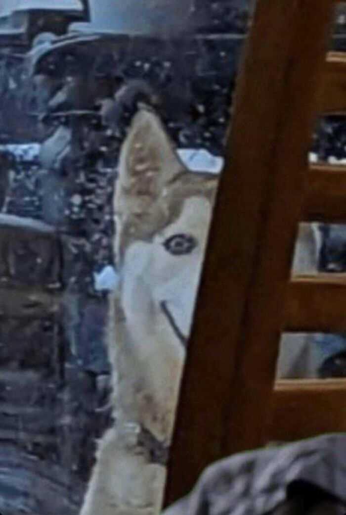 Creepy Husky Smile? It’s Just a Dog Chilling with Its Mouth Open a Bit